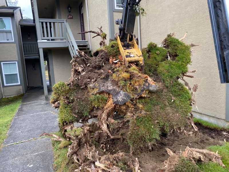 stump being removed by removal company in Port Hardy